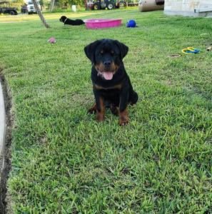 Meet your Posher, Lovey